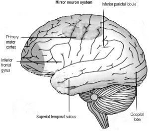 Mirror neurons dating